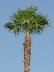 Moony Palms
